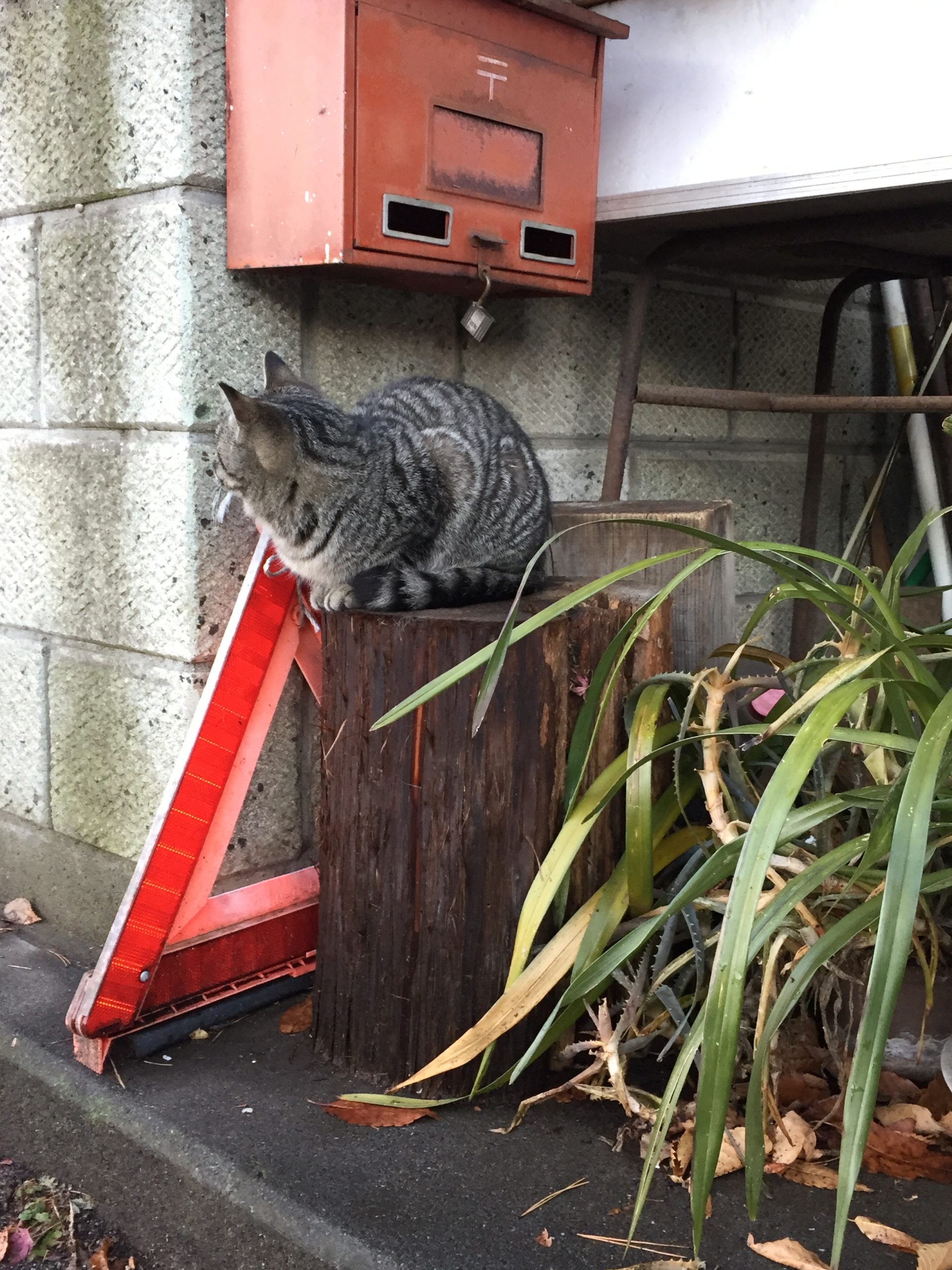 Cat Sitting in Front of Japanese Mailbox